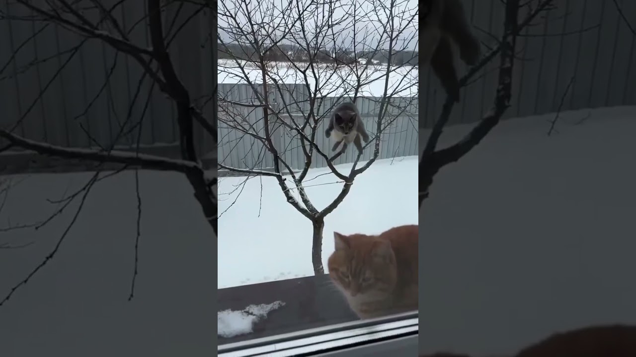 funny animal video 😂​ #shots #funny #animals #video