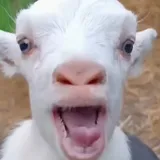 FUNNY ANIMALS VIDEOS