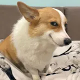 Funny Animals